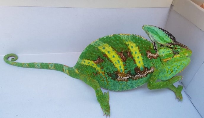 Agentes Forestales recogen un pintoresco camaleón que se escapó de un domicilio de Villanueva del Pardillo