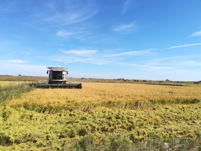 Archivo - La cáscara de arroz, tras la cosecha, es uno de los materiales que analiza el proyecto AGROCIRC para la fabricación de envases biodegradables.