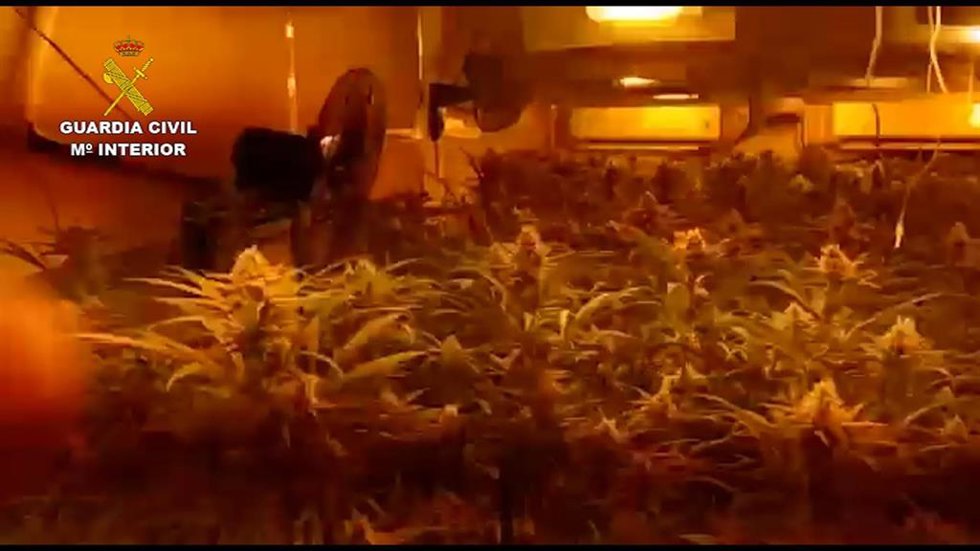 Plantación de marihuana en el sótano de la vivienda en Jerez.