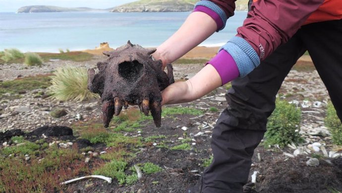 Kit Hamley sostiene un gran cráneo de león marino macho de una pila de huesos en suelo de Malvinas