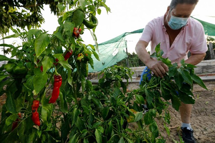 Archivo - Un agricultor cultiva pimientos en una huerta, a 25 de septiembre de 2021