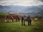 Foto: Un anticuerpo hiperinmune de caballos puede ayudar a combatir el COVID-19