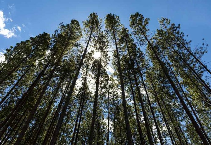 Archivo - Smurfit Kappa establece nuevos objetivos en materia de sostenibilidad con Better Planet 2050