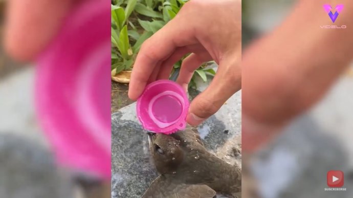 Un hombre de buen corazón rescata a un vencejo malherido en un paso de peatones de una calle de Rusia