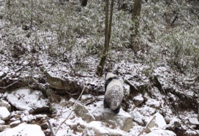 Panda pasa casi inadvertido en su entorno nevado