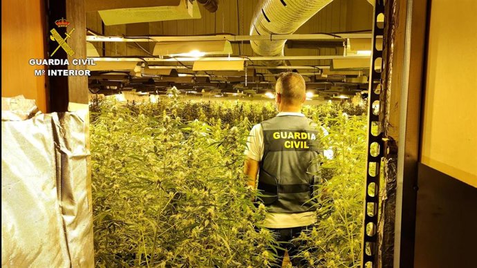 La mayor plantación de marihuana desmantelada en la provincia de Córdoba.