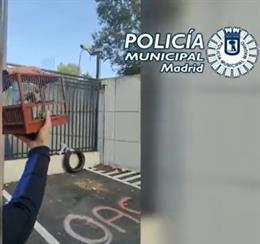 Pillan a un hombre que cazaba furtivamente jilgueros en Hortaleza