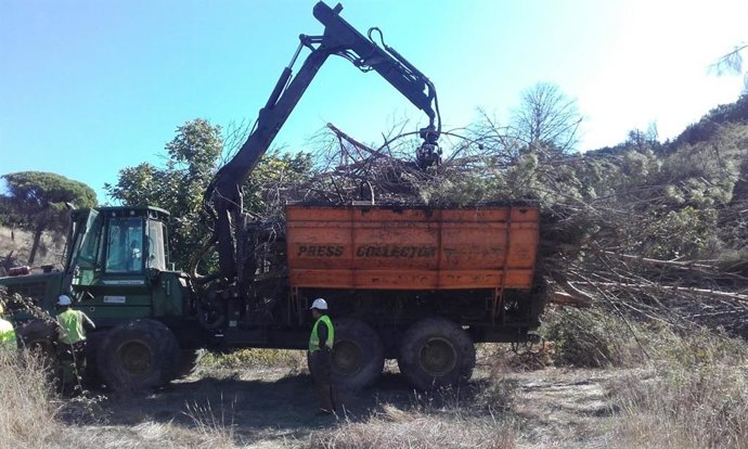 Trabajos de limpieza en el cauce del arroyo de Santa María de Nerva (Huelva).
