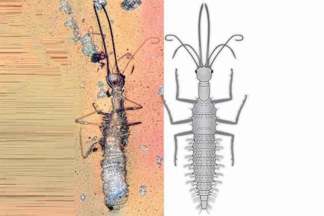 Muchas larvas fósiles de crisopa poseían apéndices y piezas bucales extremadamente alargadas.