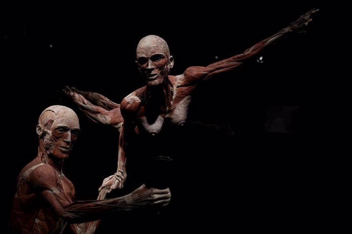Varios cuerpos humanos durante la exposición internacional Body Worlds. El Ritmo de la Vida'