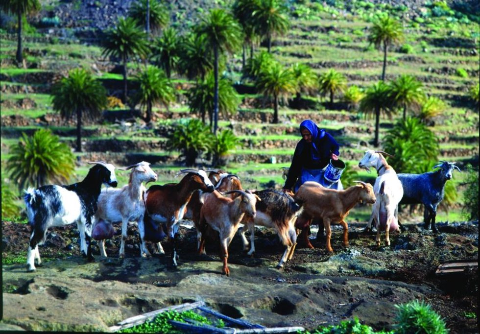 Archivo - Rebaño de cabras