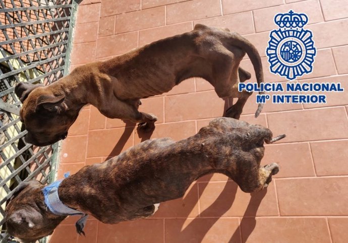 Dos perros desnutridos en la azotea de una vivienda en Vélez