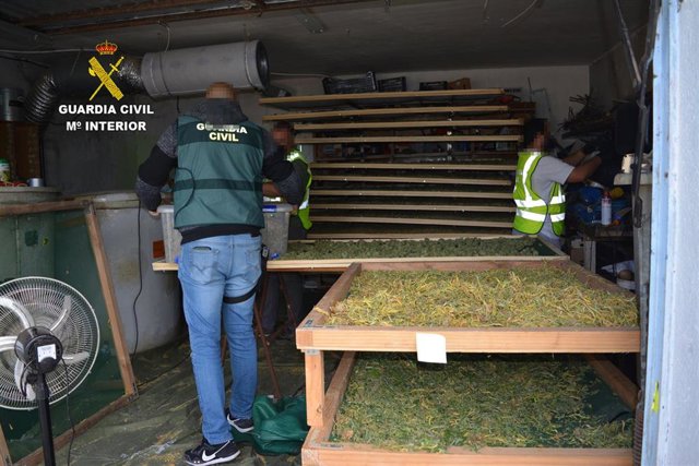 Cogollos de marihuana secados