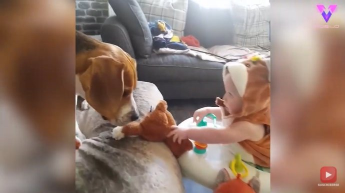 La inquebrantable amistad entre un Beagle y un bebé quedó retratada en un adorable vídeo