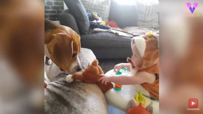 La inquebrantable amistad entre un Beagle y un bebé quedó retratada en un adorable vídeo