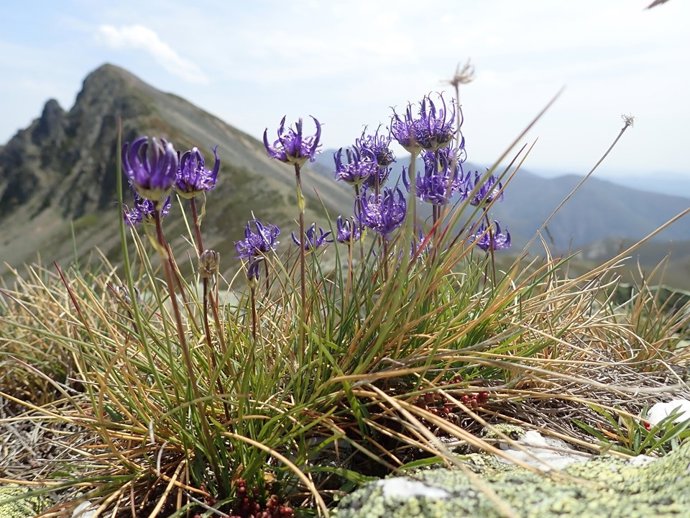 Un equipo de la Universidad de Oviedo elabora el primer listado completo de la flora silvestre de la Cordillera Cantábrica