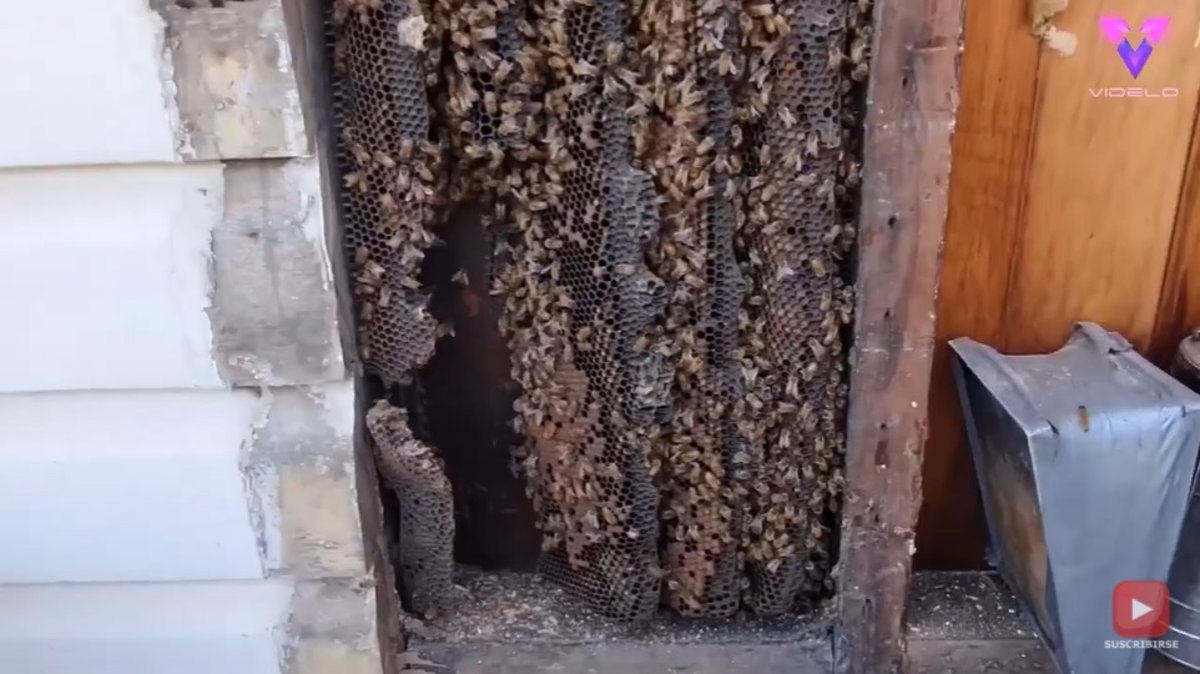 Brillar bosque meteorito Hallan una colmena de abejas de cuatro metros construido bajo los tableros  de madera de una casa en Australia