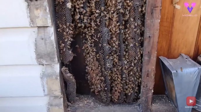 Hallan una colmena de abejas de cuatro metros construido bajo los tableros de madera de una casa en Australia