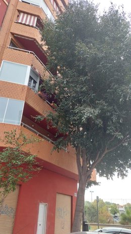 El portavoz de Ciudadanos en el Ayuntamiento de Valncia, Fernando Giner, ha denunciado el "abandono" de los árboles y zonas ajardinadas del barrio de La Luz