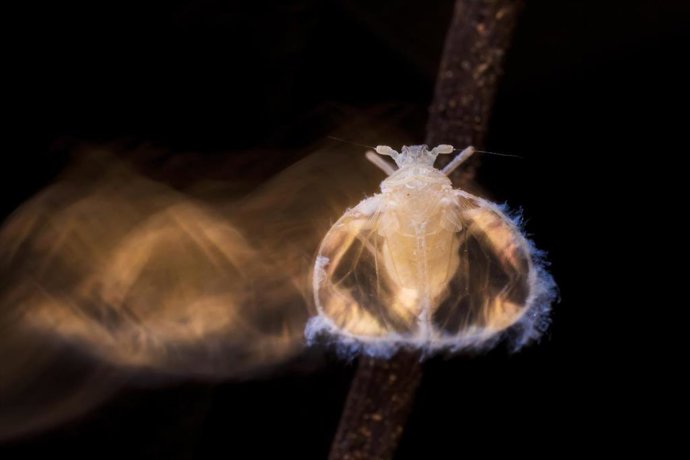 Archivo - Fotografía premiada por la British Ecological Society en la que se muestra un macho de Valenciolenda fadaforesta.