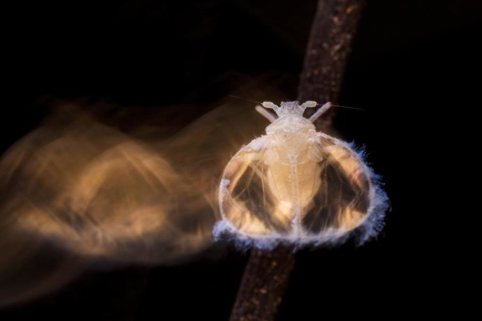 Archivo - Fotografía premiada por la British Ecological Society en la que se muestra un macho de Valenciolenda fadaforesta.
