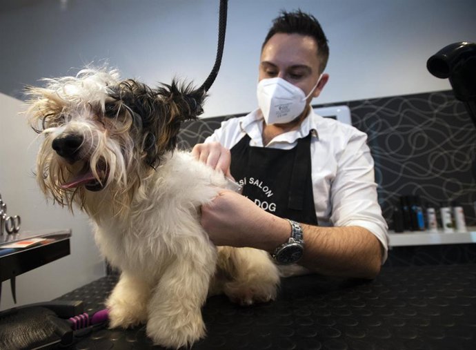 Archivo - Un trabajador con mascarilla de un negocio de cuidado de mascotas.