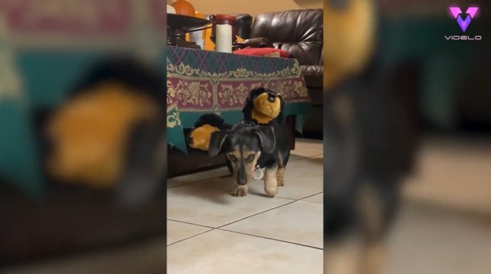 El disfraz de Halloween de este perro está hecho con dos perros de peluche