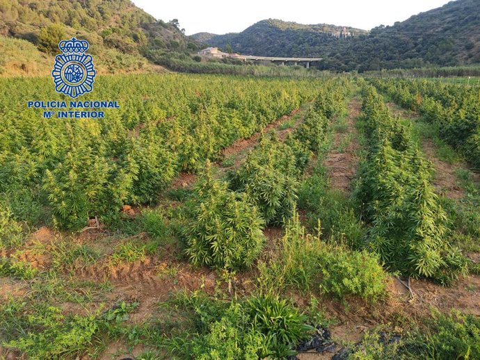 Imagen de la plantación de marihuana