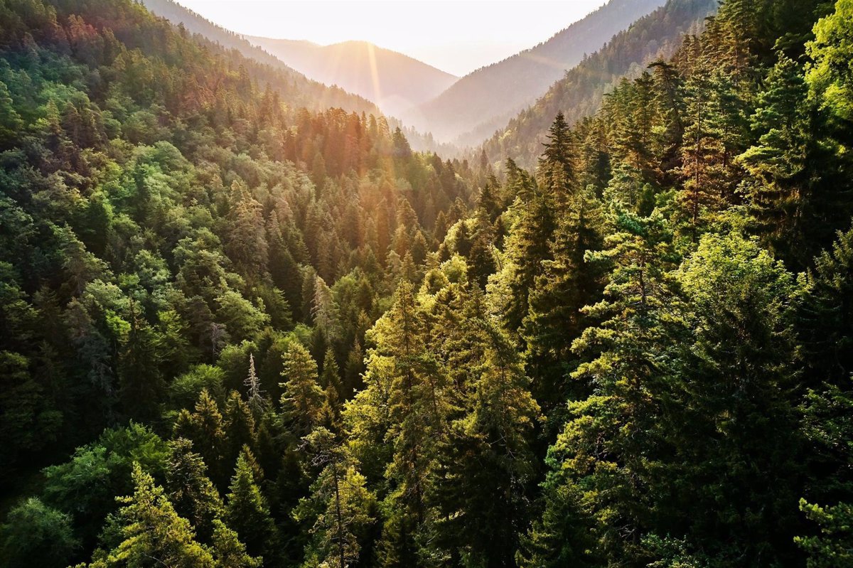 HP and WWF expand collaboration to address the impacts of printing on forests