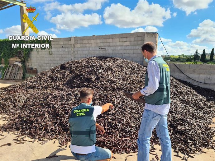 Algarrobas intervenidas por la Guardia Civil en Llíria y Villamarxant