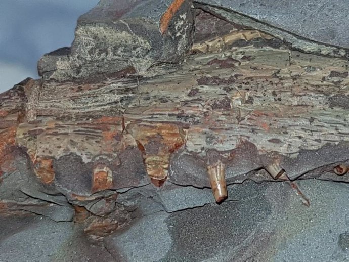 Restos fósiles de tiburones y anfibios de 300 millones de años de antigüedad hallados en Puertollano
