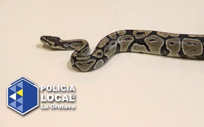 Serpiente pitón encontrada en la calle en La Orotava