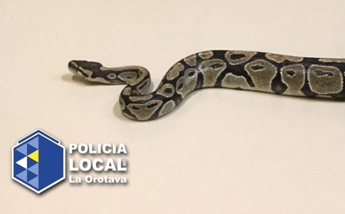 Serpiente pitón encontrada en la calle en La Orotava