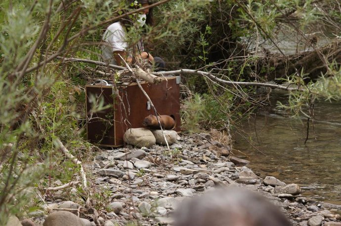 La Dirección General de Medio natural y Gestión Forestal del Gobierno de Aragón ha liberado este año 22 ejemplares de visón europeo en el entorno del río Aragón.