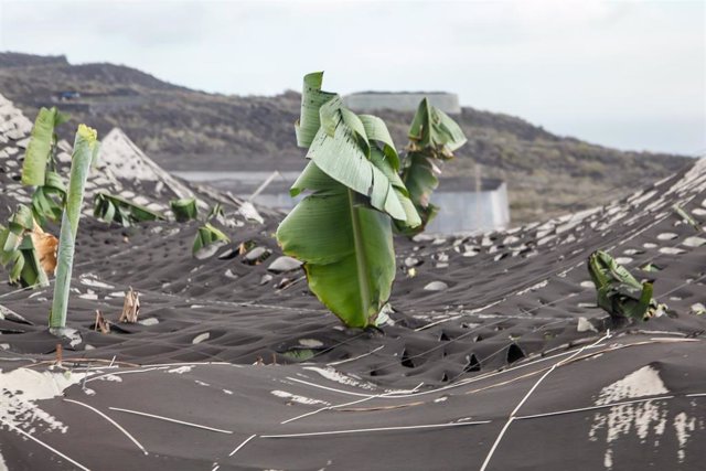 Zona de cultivo cubierta de ceniza en Puerto Naos, a 27 de octubre de 2021, en Puerto Naos, La Palma, Santa Cruz de Tenerife, Canarias, (España).  La emisión de lava que se viene produciendo a raíz de la última reconfiguración de la morfología del cono vo