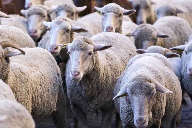 Varias de las ovejas del rebaño trashumante que celebra la XXVIII Fiesta de la Trashumancia, a 24 de octubre de 2021, en Madrid (España). Mil ovejas merinas y cien cabras retintas del rebaño trashumante transitan este domingo por el centro de Madrid en la