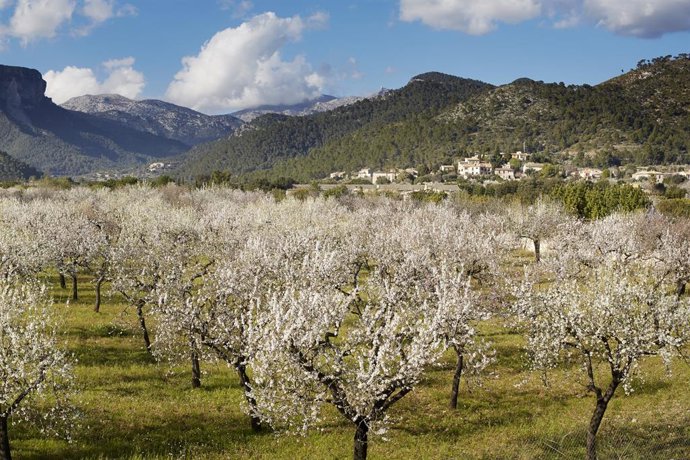 Archivo - Almendros en flor en la Serra de Tramuntana