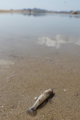 Archivo - Uno de los ejemplares de peces muertos que han aparecido en varias zonas del Mar Menor.