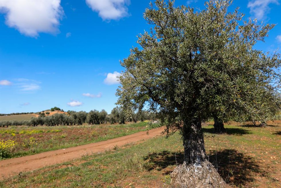 Archivo - Un olivo en las inmediaciones de la localidad de Campo Real, al sureste de Madrid, famosa por sus aceitunas de la variedad manzanilla y aderezadas elaborado con las plantas aromáticas de la zona. En Campo Real (Madrid, España), a 2 de abril de