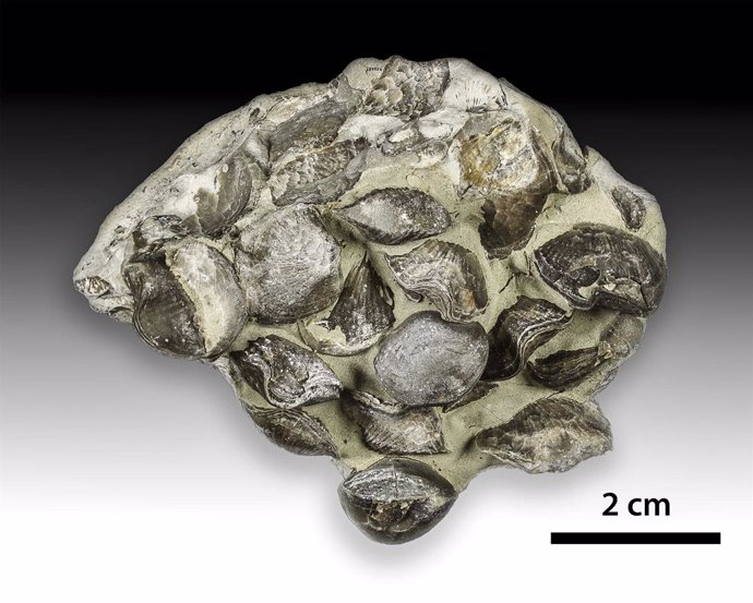 Fósiles de braquiópodos del afloramiento del período Ordovícico en la isla de Anticosti, Quebec, Canadá.
