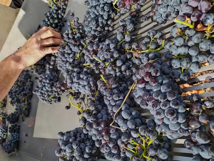 Imagen de uvas tintas vendimiadas en la D.O.P. Cebreros