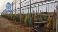 Intervenidas 18.000 plantas de marihuana en Almería encubiertas bajo un cultivo de cáñamo industrial