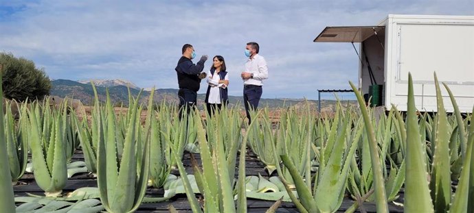 El consejero Antonio Luengo durante su visita a una finca de cultivo de aloe vera en Alhama de Murcia.