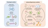 Foto: Investigadores españoles estudian las células de la glía y su potencial terapéutico tras la isquemia cerebral