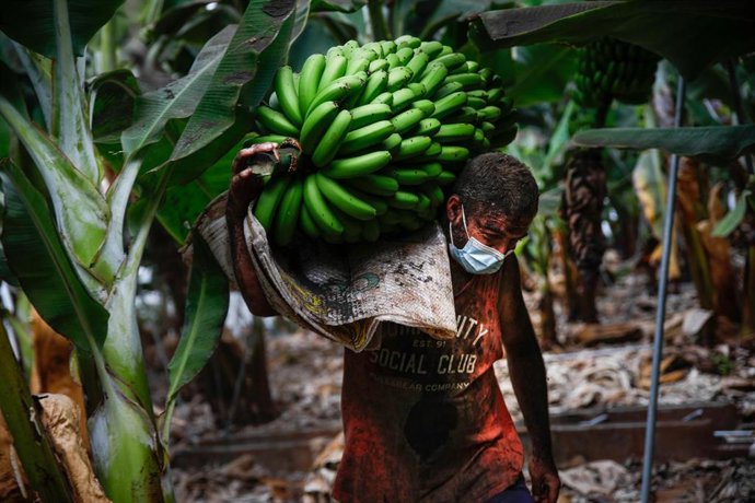 Archivo - Un agricultor lleno de ceniza recoge una piña de plátanos,  