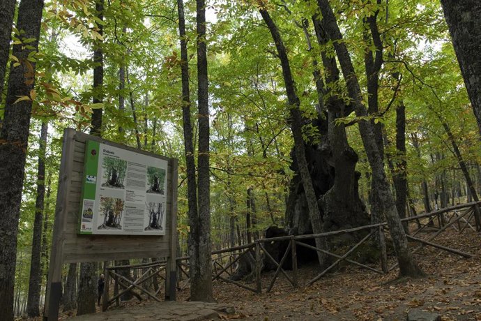 Árbol centenario llamado 'El Abuelo' en El castañar de El Tiemblo, a 21 de octubre de 2021, en El Tiemblo, Ávila, Castilla y León, (España). El Castañar de El Tiemblo, considerado el bosque de castaños más extenso del Sistema Central, recibe visitas de 