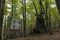 Los países que albergan el 85% de los bosques del planeta prometen, otra vez, frenar su deforestación en 2030