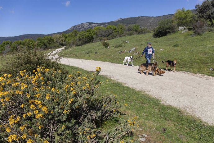 Archivo - Una persona pasea con tres perros por el Camino de las Cuevas, una zona de la sierra madrileña donde en esta época del año florece el cambroño, a 4 de mayo de 2021, en Los Molinos, Madrid, (España). El cambroño florece cada primavera en Los Mo