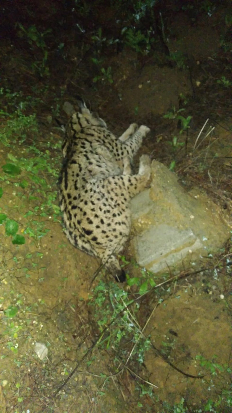 Lince atropellado en la carretera de los Pinares de Aznalcázar.