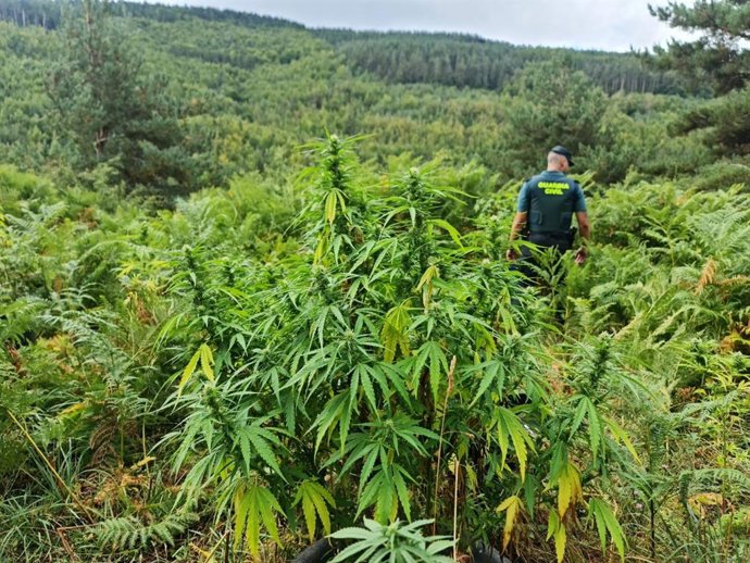 Un agente de la Guardia Civil en un cultivo de marihuana
